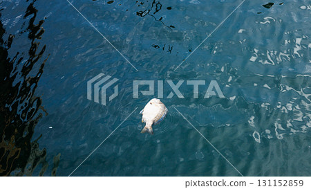 Dead black sea bream floating in a fishing port Dead black sea bream floating in a fishing port 131152859