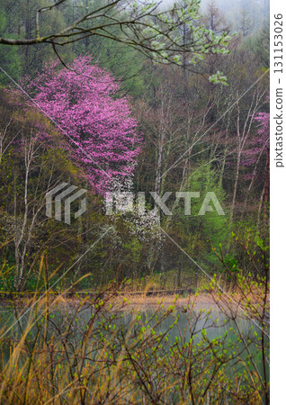 [Lake Nakamaki] Mountain cherry blossoms and magnolia trees [Hijiri Plateau after the rain] 131153026