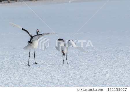 Courtship dance of red-crowned cranes - Winter scenery in eastern Hokkaido 131153027