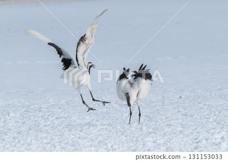 Courtship dance of red-crowned cranes - Winter scenery in eastern Hokkaido 131153033