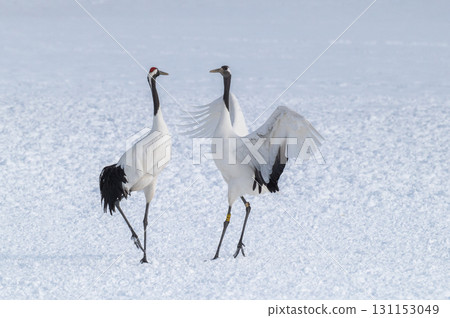 丹頂鶴的求偶舞-北海道東部的冬季風景 丹頂鶴的求偶舞-北海道東部的冬季風景 131153049