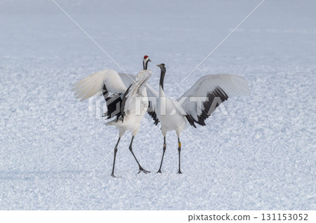 丹頂鶴的求偶舞－北海道東部的冬季風景 131153052