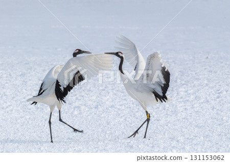 Courtship dance of red-crowned cranes - Winter scenery in eastern Hokkaido 131153062