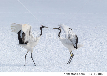 Courtship dance of red-crowned cranes - Winter scenery in eastern Hokkaido 131153063