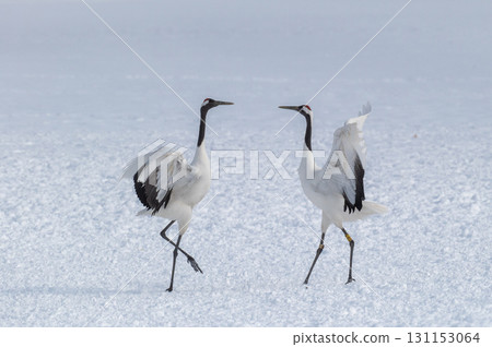 Courtship dance of red-crowned cranes - Winter scenery in eastern Hokkaido 131153064