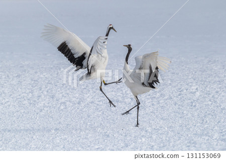 Courtship dance of red-crowned cranes - Winter scenery in eastern Hokkaido 131153069