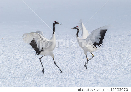 Courtship dance of red-crowned cranes - Winter scenery in eastern Hokkaido 131153070