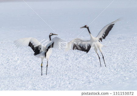Courtship dance of red-crowned cranes - Winter scenery in eastern Hokkaido Courtship dance of red-crowned cranes - Winter scenery in eastern Hokkaido 131153072