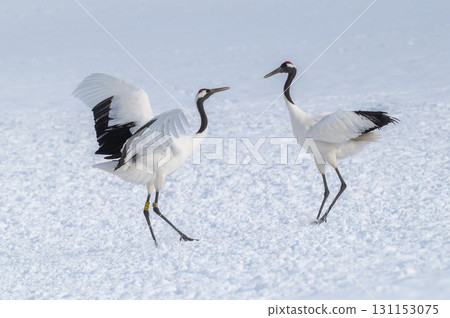 Courtship dance of red-crowned cranes - Winter scenery in eastern Hokkaido 131153075