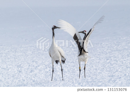 Courtship dance of red-crowned cranes - Winter scenery in eastern Hokkaido 131153076