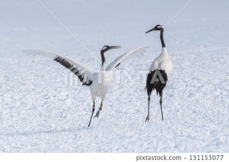 Courtship dance of red-crowned cranes - Winter scenery in eastern Hokkaido Courtship dance of red-crowned cranes - Winter scenery in eastern Hokkaido 131153077