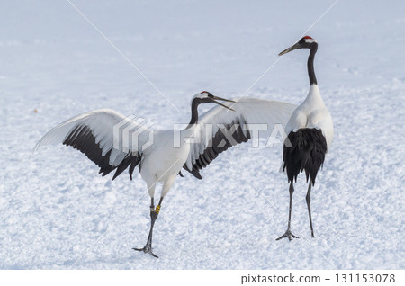 Courtship dance of red-crowned cranes - Winter scenery in eastern Hokkaido Courtship dance of red-crowned cranes - Winter scenery in eastern Hokkaido 131153078