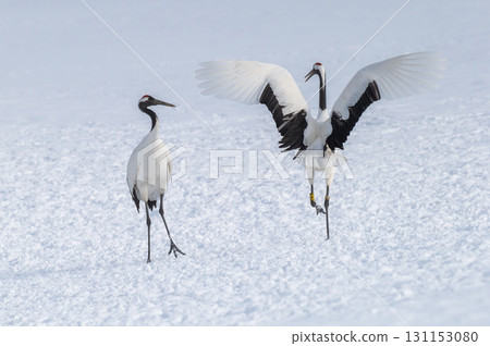 Courtship dance of red-crowned cranes - Winter scenery in eastern Hokkaido Courtship dance of red-crowned cranes - Winter scenery in eastern Hokkaido 131153080