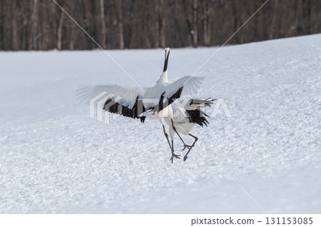 Courtship dance of red-crowned cranes - Winter scenery in eastern Hokkaido 131153085