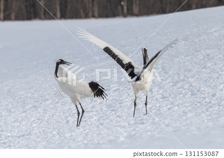 Courtship dance of red-crowned cranes - Winter scenery in eastern Hokkaido Courtship dance of red-crowned cranes - Winter scenery in eastern Hokkaido 131153087