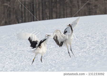 丹頂鶴的求偶舞－北海道東部的冬季風景 131153092