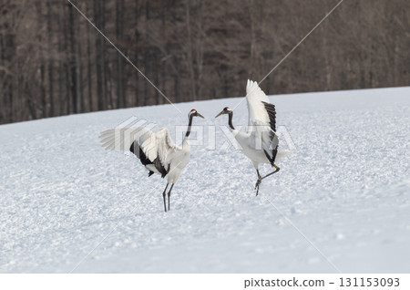 丹頂鶴的求偶舞－北海道東部的冬季風景 131153093