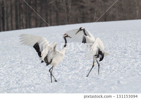 Courtship dance of red-crowned cranes - Winter scenery in eastern Hokkaido Courtship dance of red-crowned cranes - Winter scenery in eastern Hokkaido 131153094