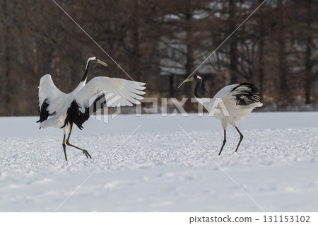 Courtship dance of red-crowned cranes - Winter scenery in eastern Hokkaido 131153102