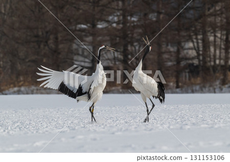Courtship dance of red-crowned cranes - Winter scenery in eastern Hokkaido 131153106