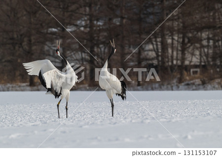 丹頂鶴的求偶舞-北海道東部的冬季風景 丹頂鶴的求偶舞-北海道東部的冬季風景 131153107