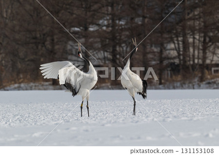 丹頂鶴的求偶舞-北海道東部的冬季風景 丹頂鶴的求偶舞-北海道東部的冬季風景 131153108