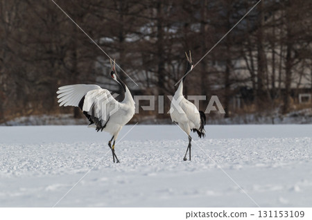 丹頂鶴的求偶舞－北海道東部的冬季風景 131153109