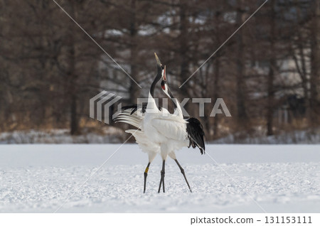 Courtship dance of red-crowned cranes - Winter scenery in eastern Hokkaido 131153111