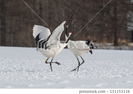 Courtship dance of red-crowned cranes - Winter scenery in eastern Hokkaido 131153116