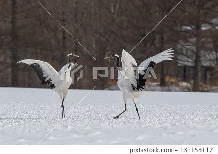 丹頂鶴的求偶舞－北海道東部的冬季風景 131153117
