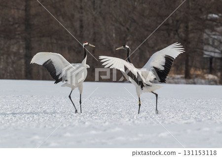 丹頂鶴的求偶舞－北海道東部的冬季風景 131153118