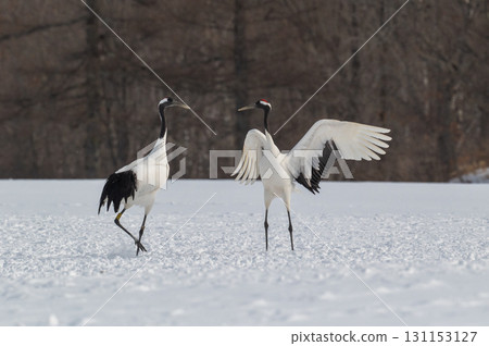 Courtship dance of red-crowned cranes - Winter scenery in eastern Hokkaido Courtship dance of red-crowned cranes - Winter scenery in eastern Hokkaido 131153127