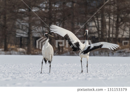 丹頂鶴的求偶舞－北海道東部的冬季風景 131153379