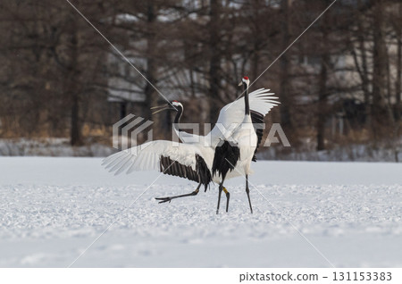 Courtship dance of red-crowned cranes - Winter scenery in eastern Hokkaido 131153383