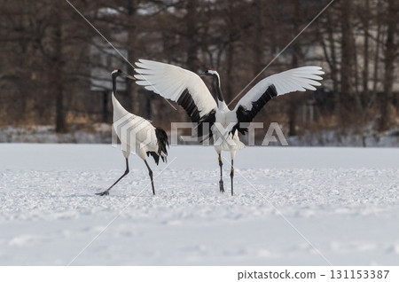 丹頂鶴的求偶舞－北海道東部的冬季風景 131153387