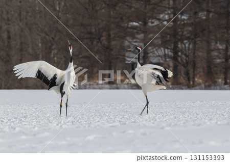 Courtship dance of red-crowned cranes - Winter scenery in eastern Hokkaido Courtship dance of red-crowned cranes - Winter scenery in eastern Hokkaido 131153393
