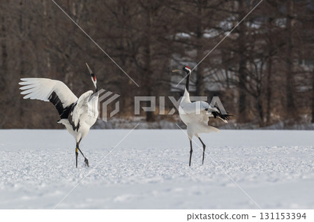 Courtship dance of red-crowned cranes - Winter scenery in eastern Hokkaido 131153394