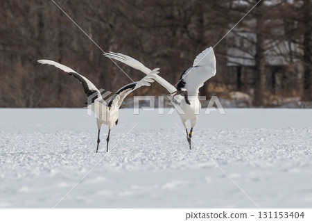 丹頂鶴的求偶舞－北海道東部的冬季風景 131153404