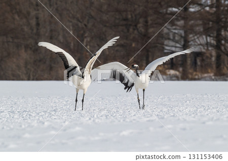 丹頂鶴的求偶舞－北海道東部的冬季風景 131153406