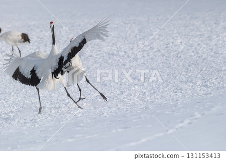 Courtship dance of red-crowned cranes - Winter scenery in eastern Hokkaido Courtship dance of red-crowned cranes - Winter scenery in eastern Hokkaido 131153413