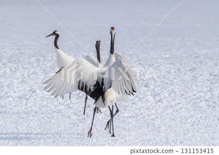 Courtship dance of red-crowned cranes - Winter scenery in eastern Hokkaido Courtship dance of red-crowned cranes - Winter scenery in eastern Hokkaido 131153415