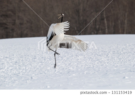 Courtship dance of red-crowned cranes - Winter scenery in eastern Hokkaido Courtship dance of red-crowned cranes - Winter scenery in eastern Hokkaido 131153419