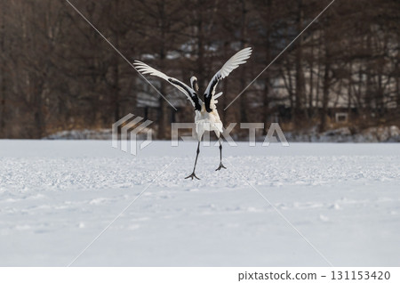 Courtship dance of red-crowned cranes - Winter scenery in eastern Hokkaido 131153420