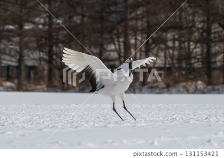 Courtship dance of red-crowned cranes - Winter scenery in eastern Hokkaido 131153421