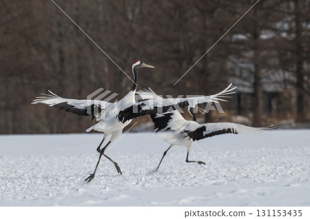 Courtship dance of red-crowned cranes - Winter scenery in eastern Hokkaido 131153435