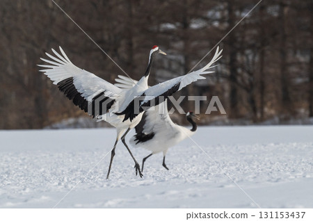Courtship dance of red-crowned cranes - Winter scenery in eastern Hokkaido 131153437