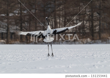 Courtship dance of red-crowned cranes - Winter scenery in eastern Hokkaido 131153441