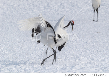 Courtship dance of red-crowned cranes - Winter scenery in eastern Hokkaido 131153442