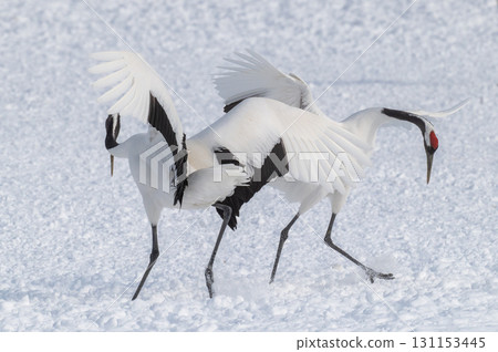 Courtship dance of red-crowned cranes - Winter scenery in eastern Hokkaido Courtship dance of red-crowned cranes - Winter scenery in eastern Hokkaido 131153445