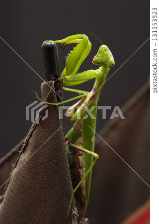 Mantis 131153523
